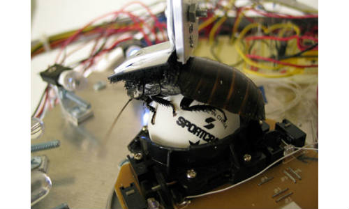 Cockroach-Controlled Robot
