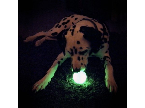 Glow-in-the-Dark Dog Ball