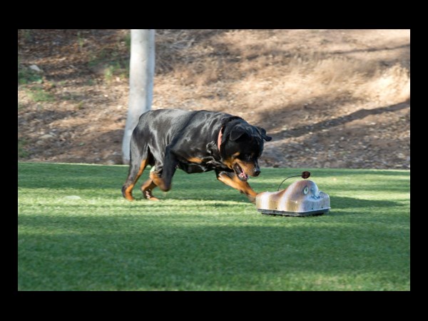 Go-Go Dog Pals