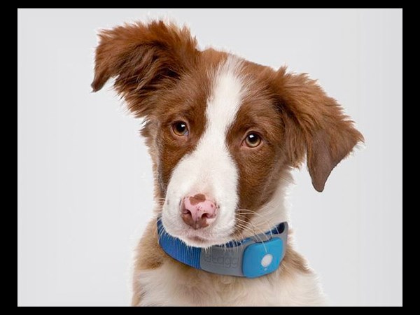 Tagg Pet Tracker
