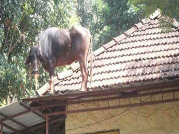 ചില നാട്ടിന്പുറ കാഴ്ചകള്