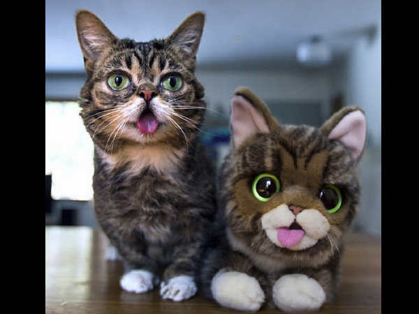 ലില് ബബ് (iamlilbub)
