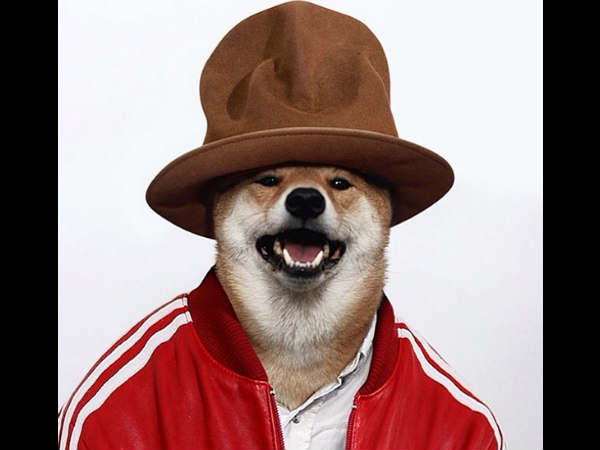 മെന്സ്വെയര് ഡോഗ് (mensweardog)