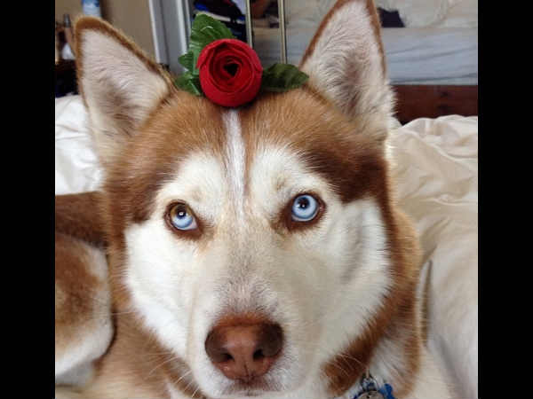 റുസ്റ്റി (rustythehusky)