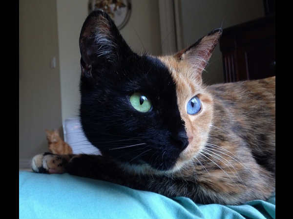 വീനസ് (venustwofacecat)
