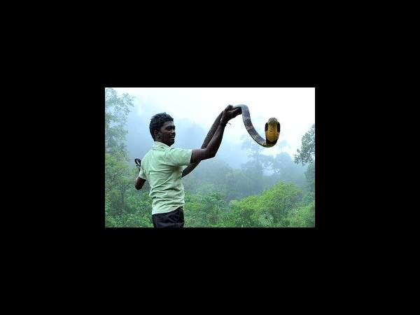 വാവ സുരേഷ്