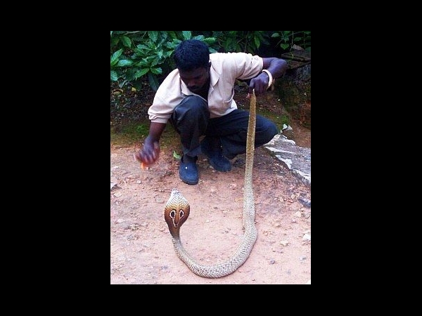 വാവ സുരേഷ്