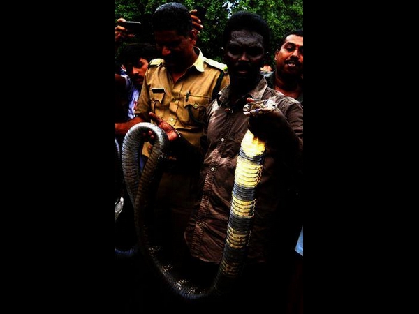 വാവ സുരേഷും പാമ്പുകളും