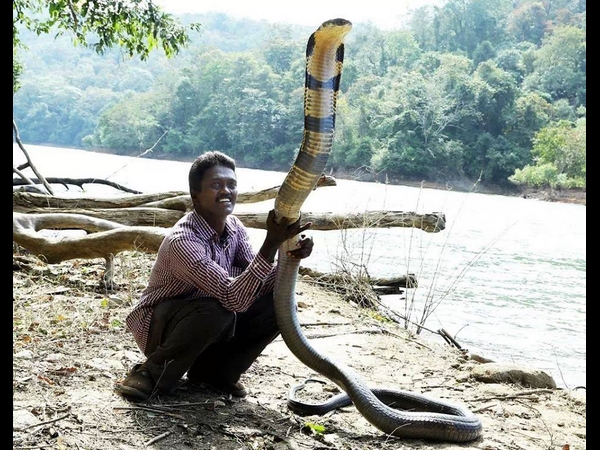 വാവ സുരേഷും പാമ്പുകളും