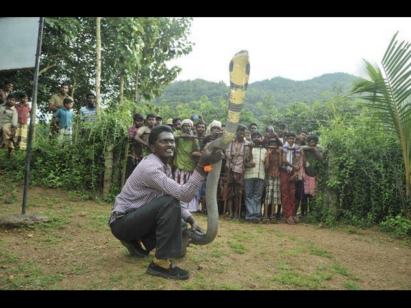 രാജവെമ്പാല