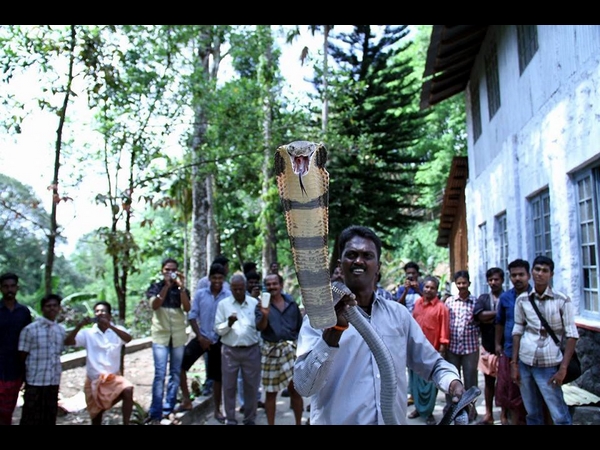 പാമ്പുകള് കളിത്തോഴര്