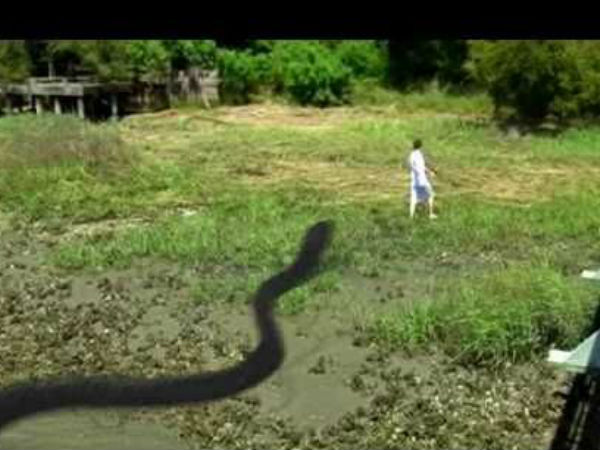 അനകോണ്ട