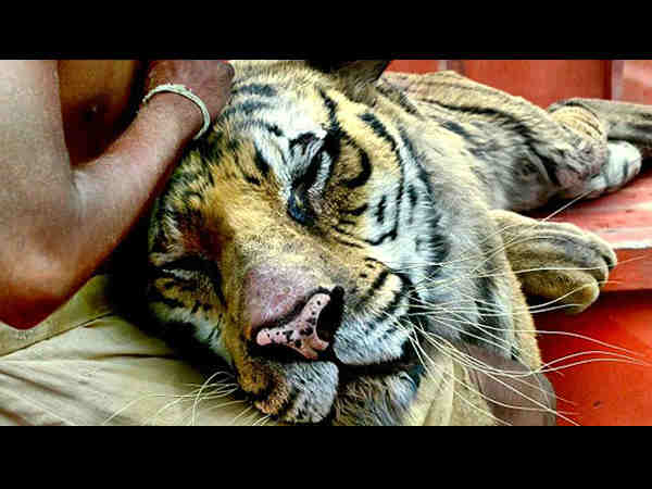 Life of Pi