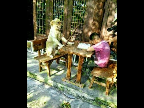 നായയാണ് ടീച്ചര്