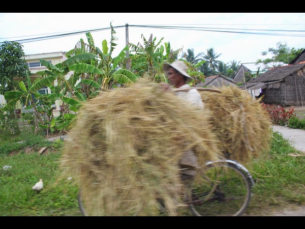 വൈക്കോല്