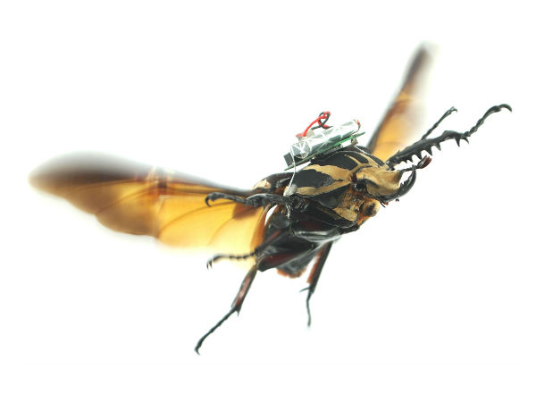 യഥാര്‍ഥ ജീവികളെ റിമോട്ടുകൊണ്ട് നിയന്ത്രിക്കാവുന്ന കാലം അടുത്തെത്തി...!