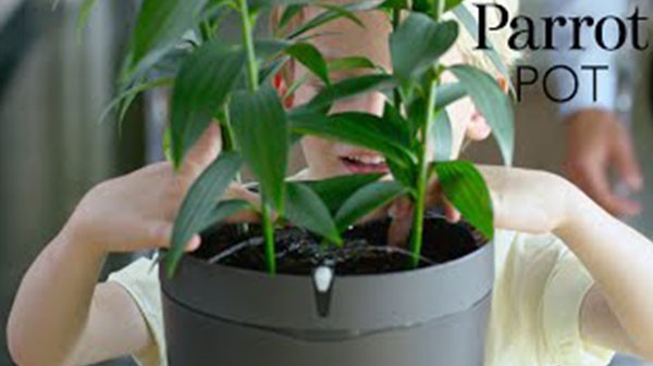 Parrot pot