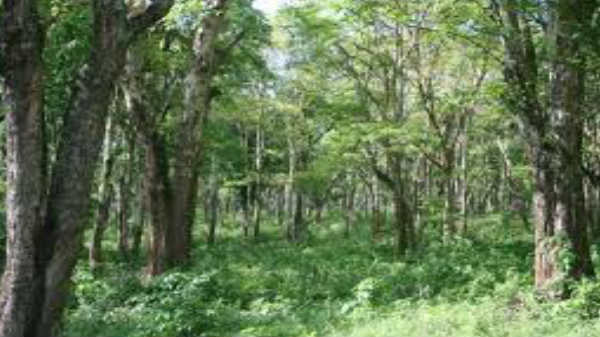 കാട്ടിറച്ചി
