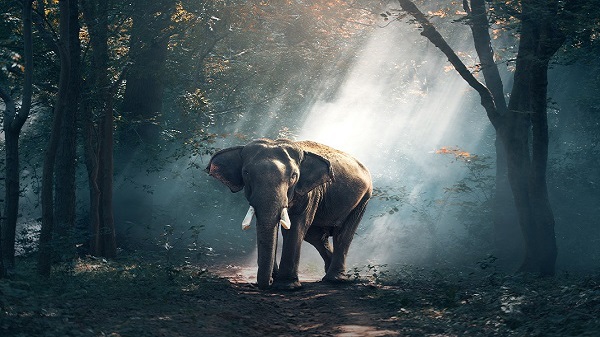 വന്യജീവിതം