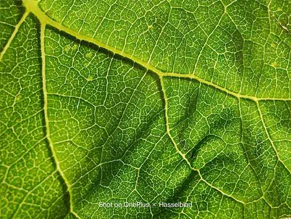 വൺപ്ലസ് 9 പ്രോ: സ്മാർട്ട്ഫോൺ ഫോട്ടോഗ്രാഫിയിലെ വമ്പൻ കുതിപ്പ്