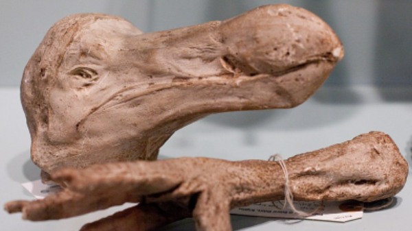 വംശനാശം വന്ന ഡോഡോയെ പുനർജീവിപ്പിക്കാൻ നീക്കം