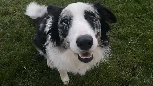 നായയുടെ ജീവൻ രക്ഷിച്ച് കഥാനായകനായി ചാറ്റ്ജിപിടി