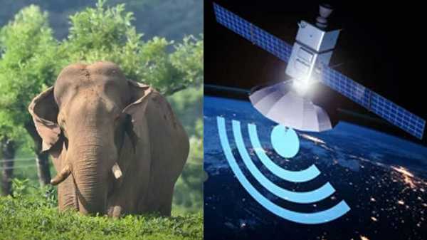 കോളറിട്ടാൽ അ‌രിക്കൊമ്പൻ അ‌ടങ്ങുമോ? എന്താണ് സാറ്റ​ലൈറ്റ് കോളർ