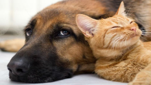 മക്കളെപ്പോലെ മൃഗങ്ങളെ സ്നേഹിക്കുന്നവർ ഇത് ശ്രദ്ധിക്കുക