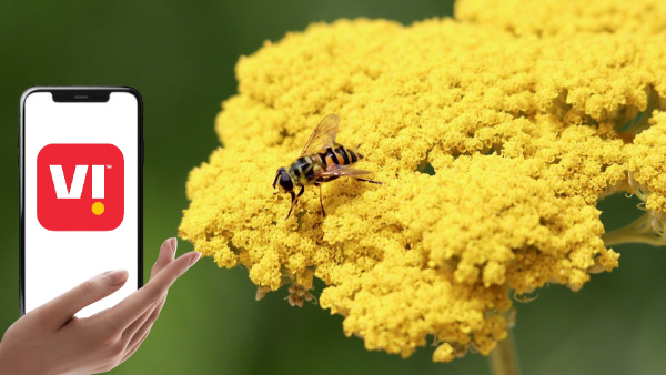 അ‌സാധാരണം! വാലിഡിറ്റിയിൽ വെ​റൈറ്റി ഇറക്കിയ വിഐ പ്രീപെയ്ഡ് പ്ലാനുകൾ